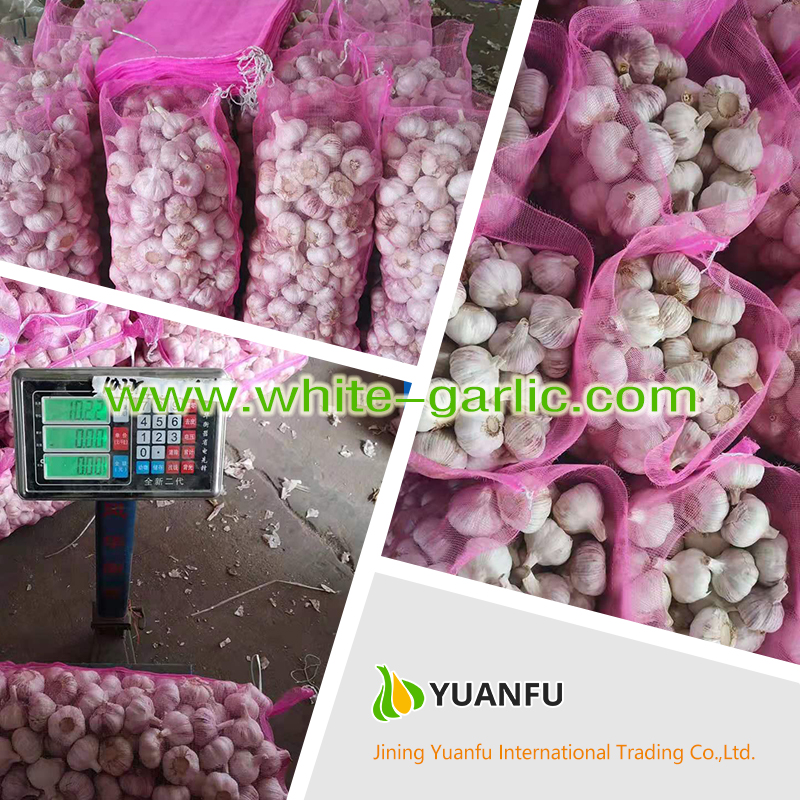 garlic suppliers